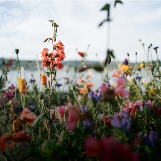 En äng med blommor i olika färger