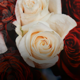 Röda och rosa rosor